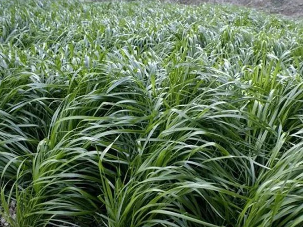 一年生黑麥草播種方法以及如何利用 一年生黑麥草播種方法以及如何利用