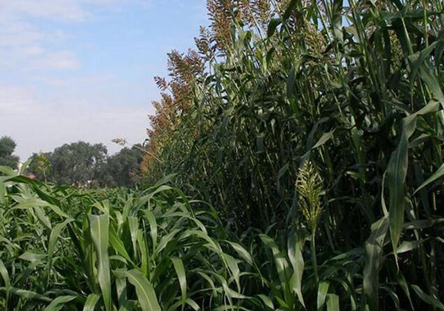 甜高粱栽培，田間管理方法有哪些