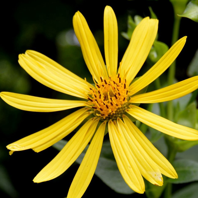 串葉松香草 串葉松香草
