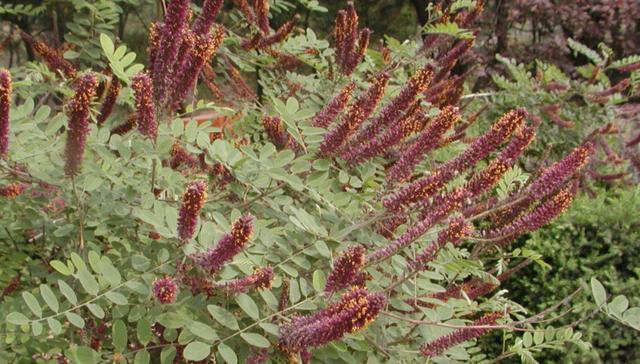 常見綠化護(hù)坡品種——紫穗槐經(jīng)濟(jì)價(jià)值