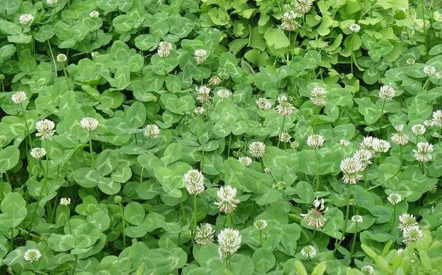 白三葉的種植技術(shù),什么時(shí)候種植比較合適 白三葉的種植技術(shù),什么時(shí)候種植比較合適