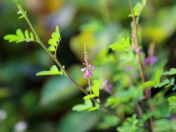 「每日一植」馬棘植物形態以及生長環境 「每日一植」馬棘植物形態以及生長環境
