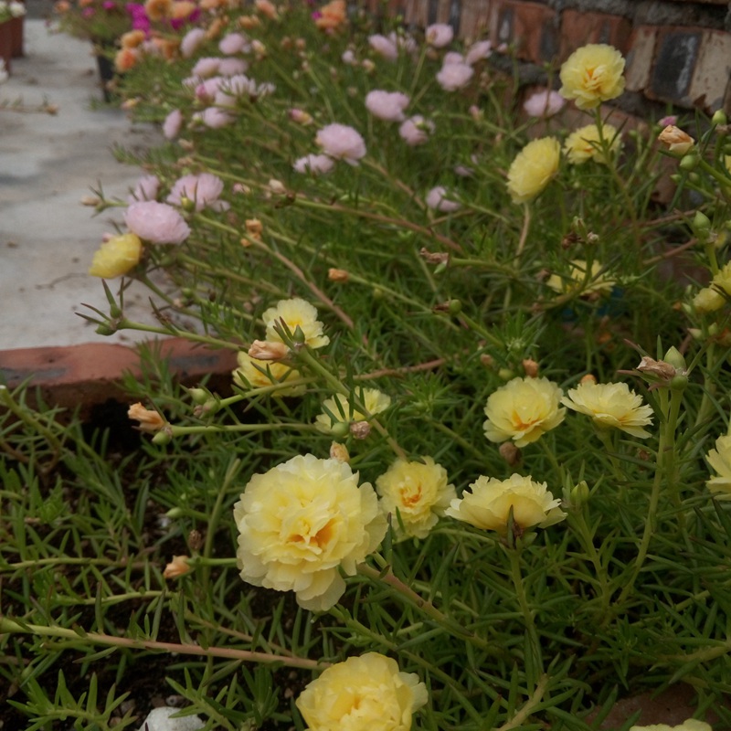 太陽(yáng)花 太陽(yáng)花