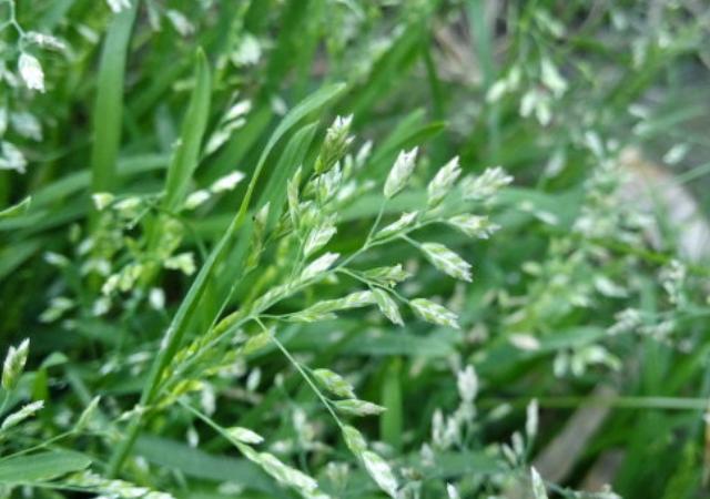 優質草坪草早熟禾的技術特點,種植養護有幾個要點 優質草坪草早熟禾的技術特點,種植養護有幾個要點