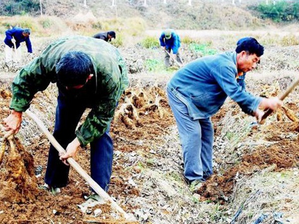 葛根扦插育苗種植的幾個步驟以及處理方法