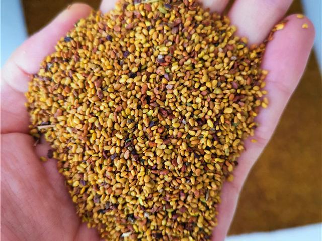 紫花苜蓿的種植技術介紹以及種植管理方法 紫花苜蓿的種植技術介紹以及種植管理方法