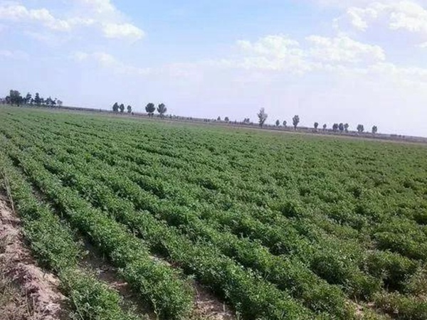紫花苜蓿的種植技術(shù)與田間管理