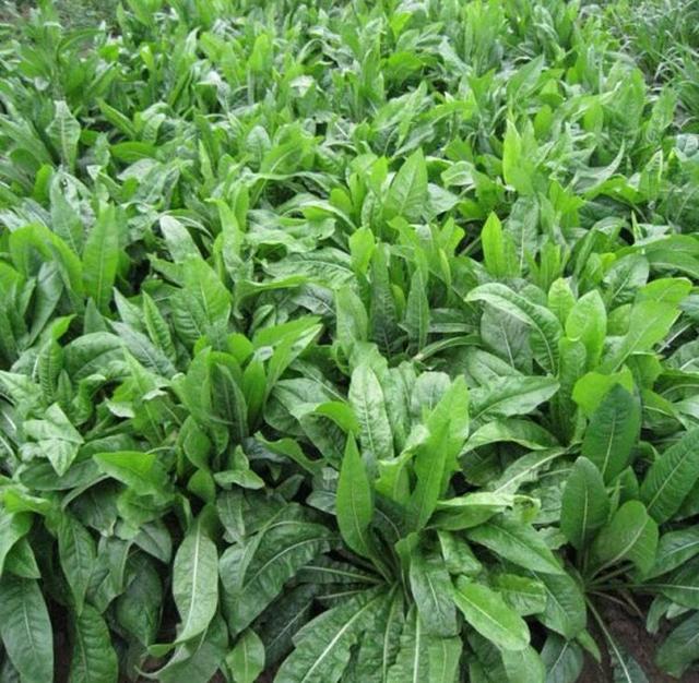 菊苣草可以養(yǎng)殖雞鴨鵝豬魚,是多年生的嗎 菊苣草可以養(yǎng)殖雞鴨鵝豬魚,是多年生的嗎