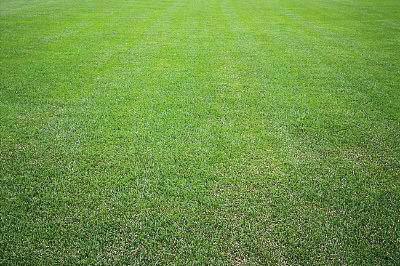 種植野牛草不僅僅要知道什么時候種植,還要知道種植后如何管理 種植野牛草不僅僅要知道什么時候種植,還要知道種植后如何管理