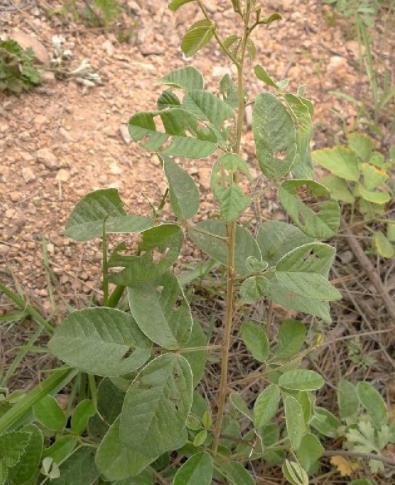 胡枝子經濟價值及種植技術 胡枝子經濟價值及種植技術