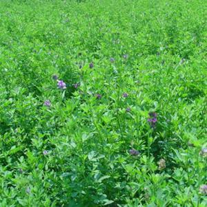 紫花苜蓿的市場(chǎng)批發(fā)價(jià)格以及播種方法