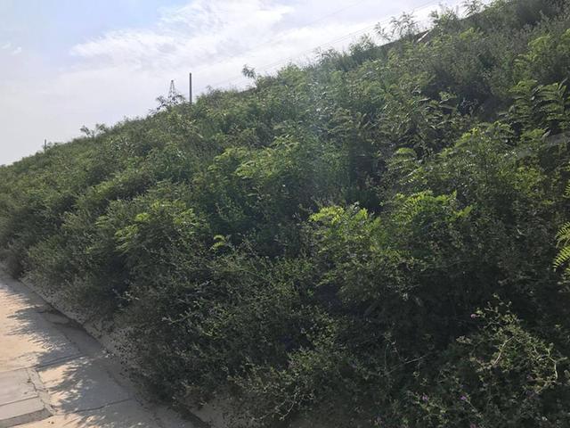 胡枝子的種植技術介紹,什么時候播種最佳? 胡枝子的種植技術介紹,什么時候播種最佳?