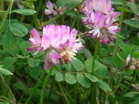 看著很好看的紫云英，紫云英基本介紹