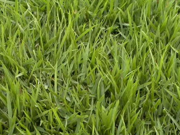 日本結(jié)縷草基本介紹和栽培技術(shù)價值 日本結(jié)縷草基本介紹和栽培技術(shù)價值