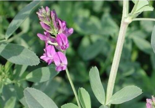 目前紫花苜蓿價(jià)格大概需要多少錢一噸?種植技術(shù)要點(diǎn)有哪些? 目前紫花苜蓿價(jià)格大概需要多少錢一噸?種植技術(shù)要點(diǎn)有哪些?