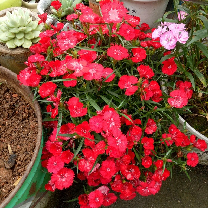 常夏石竹 常夏石竹