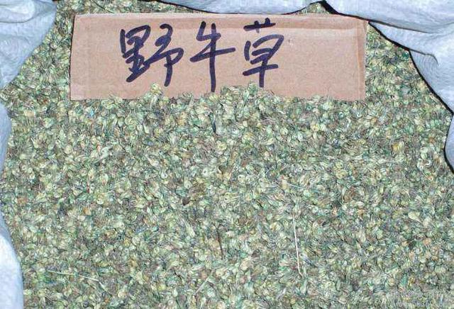 種植野牛草不僅僅要知道什么時候種植,還要知道種植后如何管理 種植野牛草不僅僅要知道什么時候種植,還要知道種植后如何管理