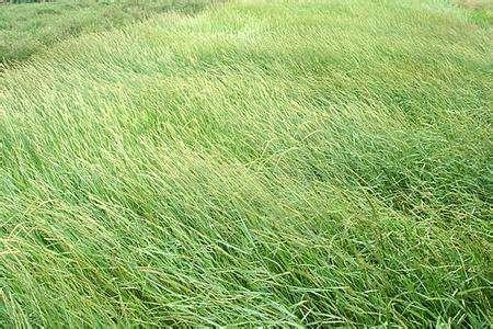 優(yōu)質(zhì)牧草——披堿草，具有不同的經(jīng)濟(jì)價(jià)值