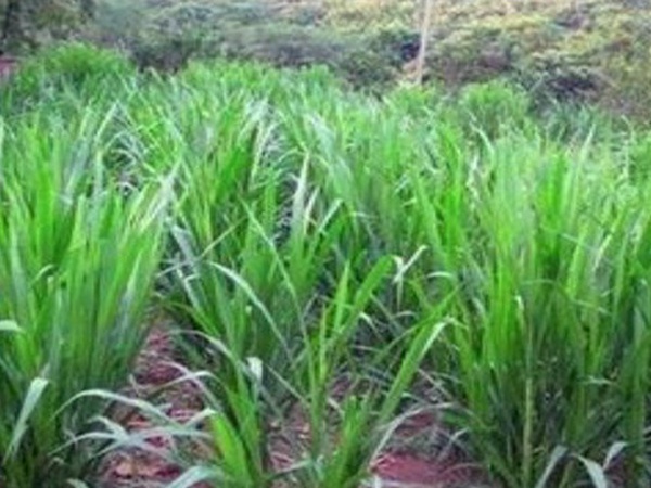 象草栽培技術(shù)與收割利用有那些