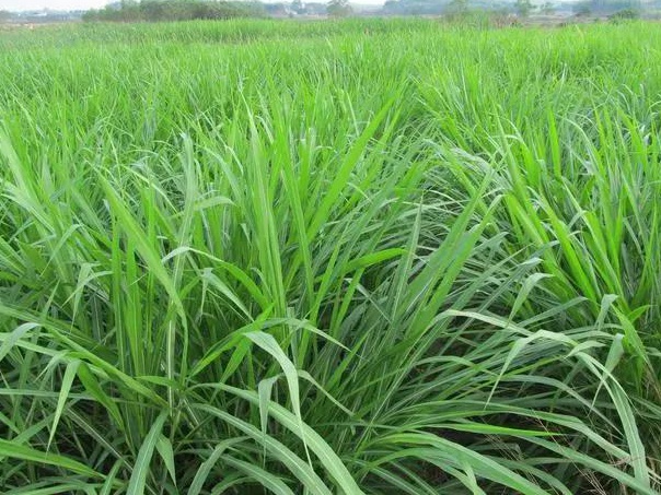 皇竹草養豬、喂雞可降低成本增加收入，栽培方法！