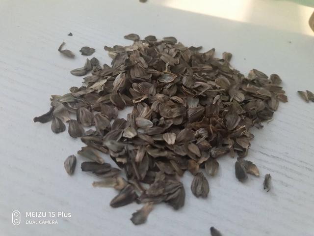 串葉松香草主要價值以及栽培技術介紹