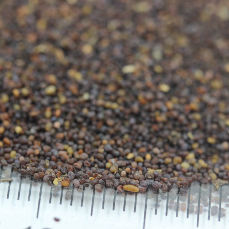 紅色虞美人 紅色虞美人