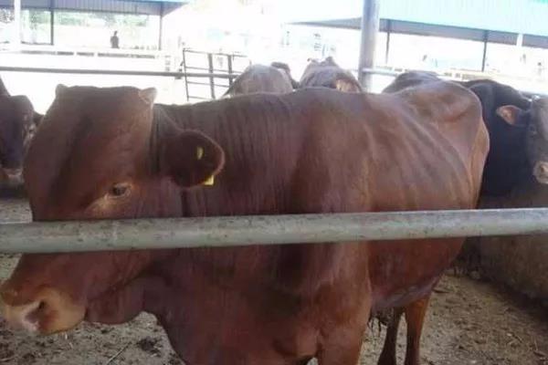 甜高粱喂牛的方法?注意方法是什么! 甜高粱喂牛的方法?注意方法是什么!