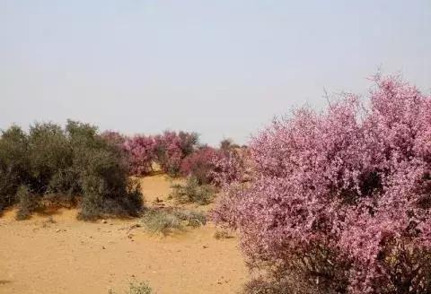 守護沙漠的花姑娘——花棒形態特征以及經濟價值