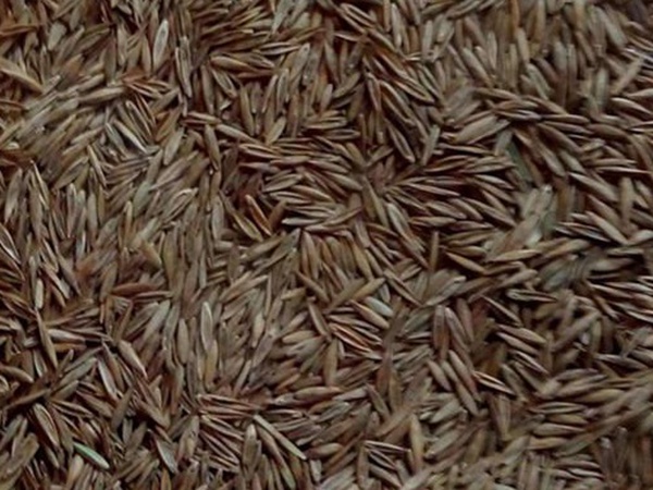 果嶺草草種冬季管理方法以及養護技術的標準