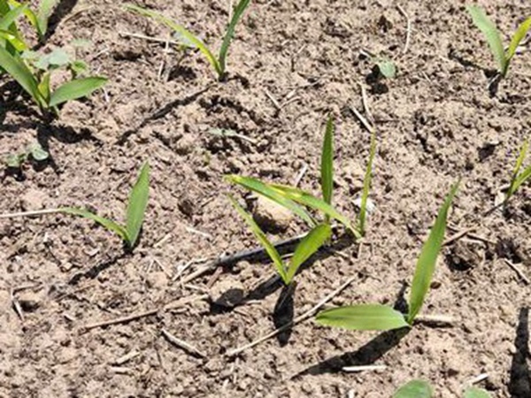墨西哥玉米草出苗成活率是什么原因，怎么樣提高成活率？