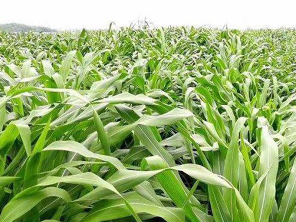 最適合養(yǎng)牛的四種牧草有哪些 最適合養(yǎng)牛的四種牧草有哪些