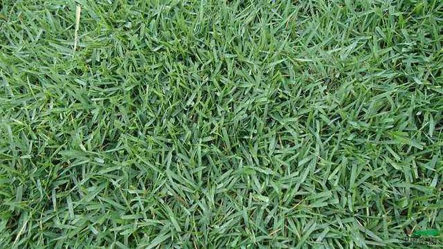 優質草坪草——結縷草經濟價值與播種技術