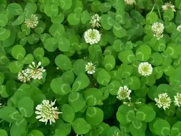 牧草種子種植養豬--- 白三葉 牧草種子種植養豬--- 白三葉