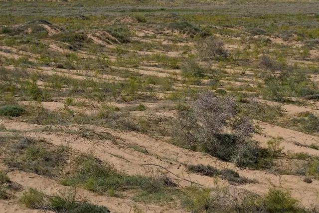 那十七公里的如此美的花棒到底是什么