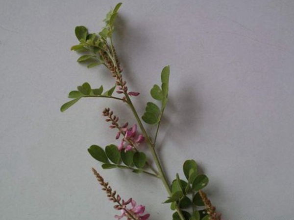 多花木蘭--常用護坡灌木種子栽培技術 多花木蘭--常用護坡灌木種子栽培技術