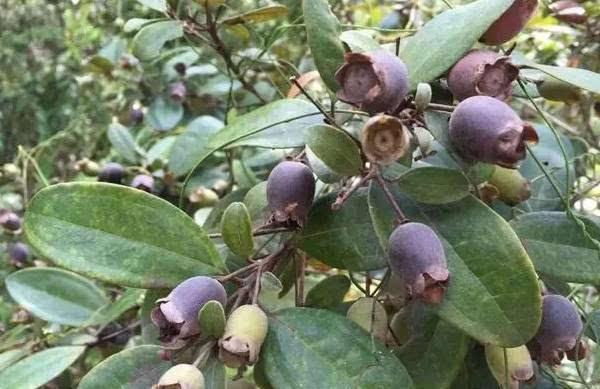 桃金娘可以人工種植嗎？桃金娘種植方法是什么？