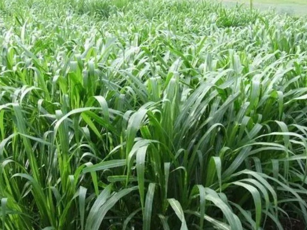 養(yǎng)魚種什么草種好？皇竹草喂草魚效果好，有什么方法