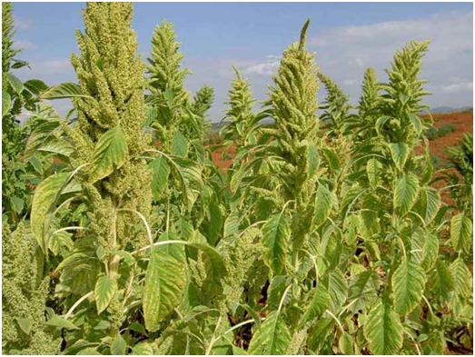 優質牧草——籽粒莧栽培管理技術與播種方法