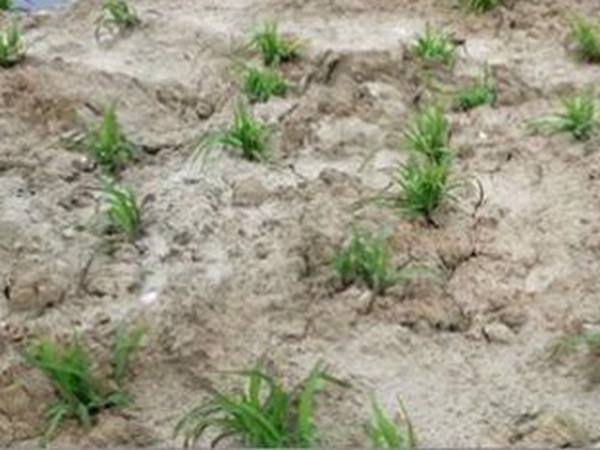 種植墨西哥玉米有這幾個要點(diǎn)，掌握好這幾個要點(diǎn)獲得高產(chǎn)量