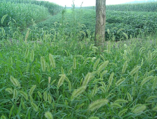 狼尾草的多種用途有哪些與種植方式