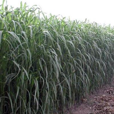 適合草食家畜良好的飼料，高丹草基本介紹