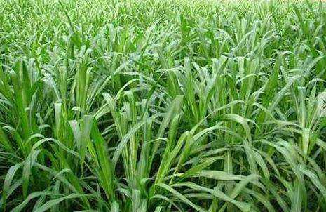 優(yōu)質(zhì)的牧草——蘇丹草，怎么種植可以高產(chǎn)