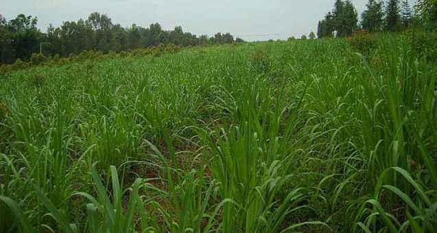 優(yōu)質牧草墨西哥玉米草適合在哪里種植比較好 優(yōu)質牧草墨西哥玉米草適合在哪里種植比較好