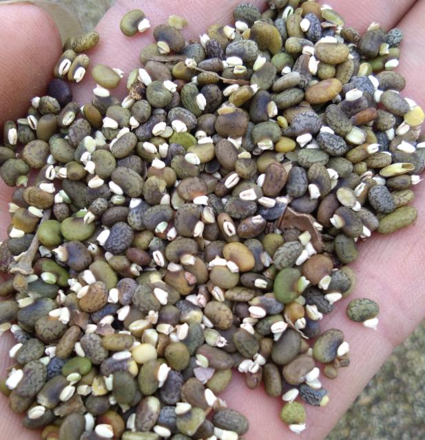 毛豆常見，山毛豆種植技術有哪些？