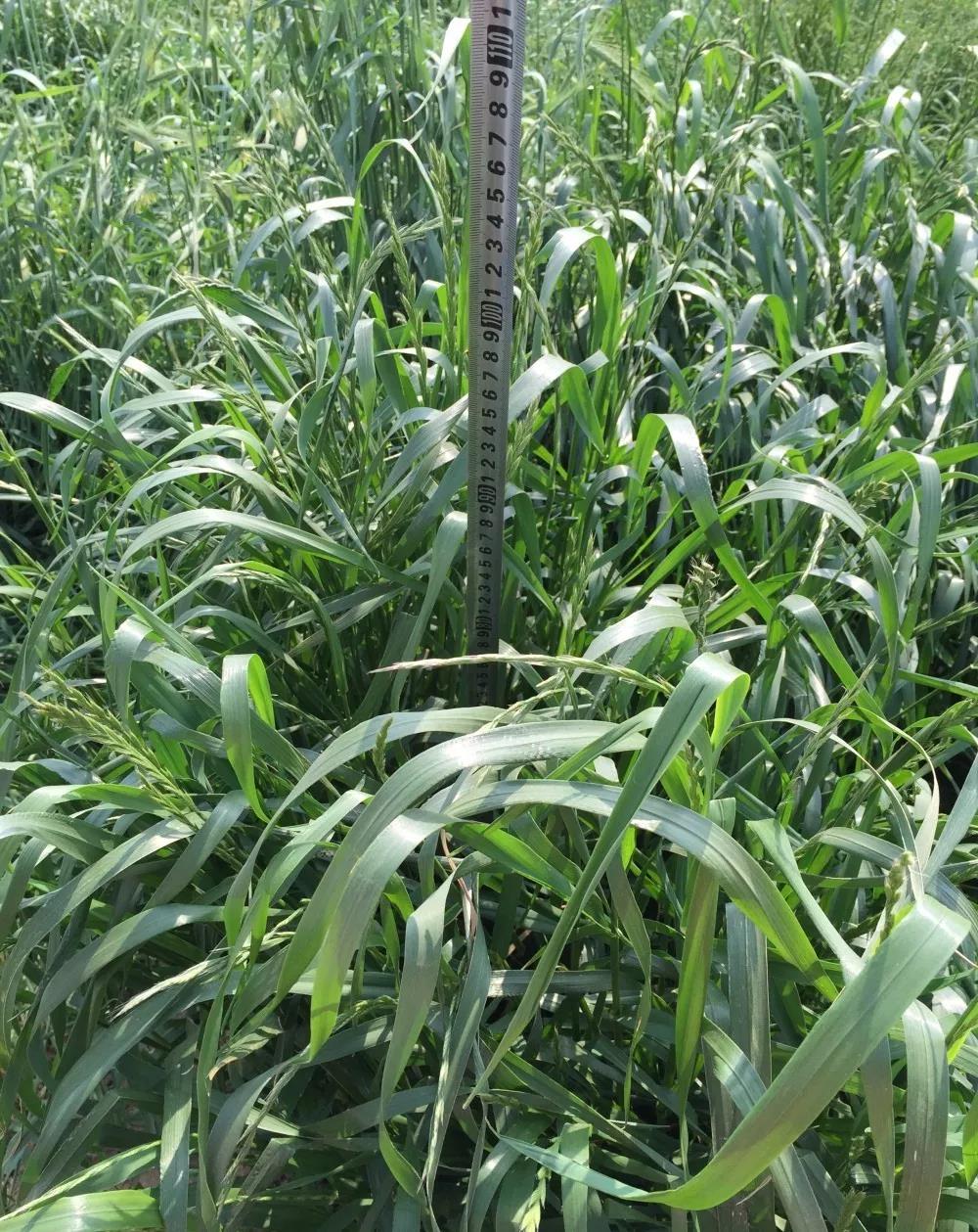 綠肥 - 光葉紫花苕生態特征以及栽培要點 綠肥 - 光葉紫花苕生態特征以及栽培要點