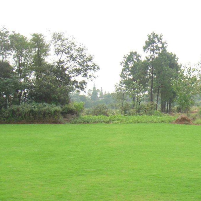 百慕大草坪種子處理方法以及播種技術(shù)