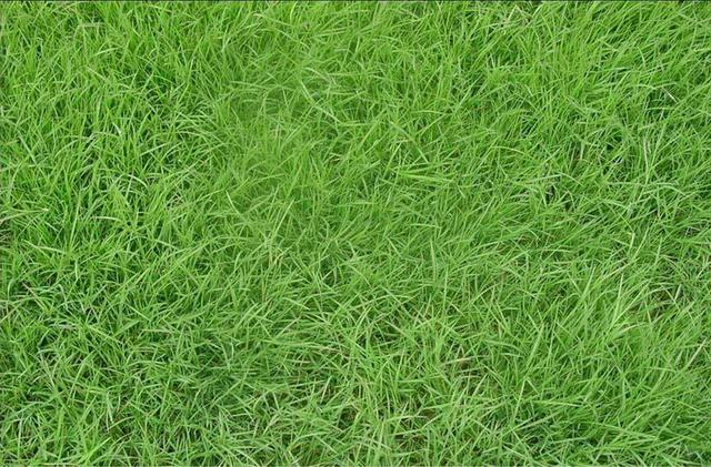 百慕大草坪經濟價值以及播種管理技術