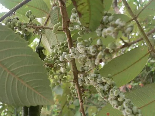 鹽膚木栽培管理以及防治方法有哪些