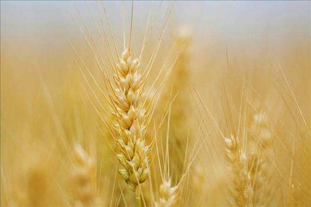 大麥的種植方法與田間管理技術‖病蟲害防治有哪些 大麥的種植方法與田間管理技術‖病蟲害防治有哪些