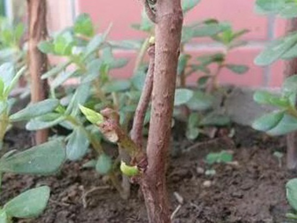 爬山虎的繁殖方法，存活率怎么樣？